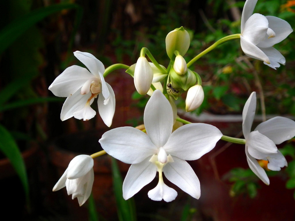 Wallpapers Terrestrial Orchids For South Florida | Re-Downloads ...