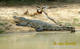 cocodrilo marismeño Crocodylus palustris