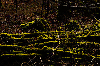 Landschaftsfotografie Waldfotografie Weserbergland