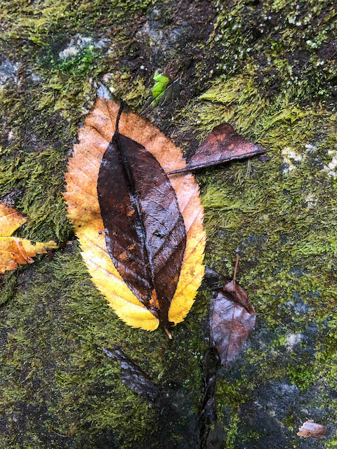 The cat's eye made of leaves