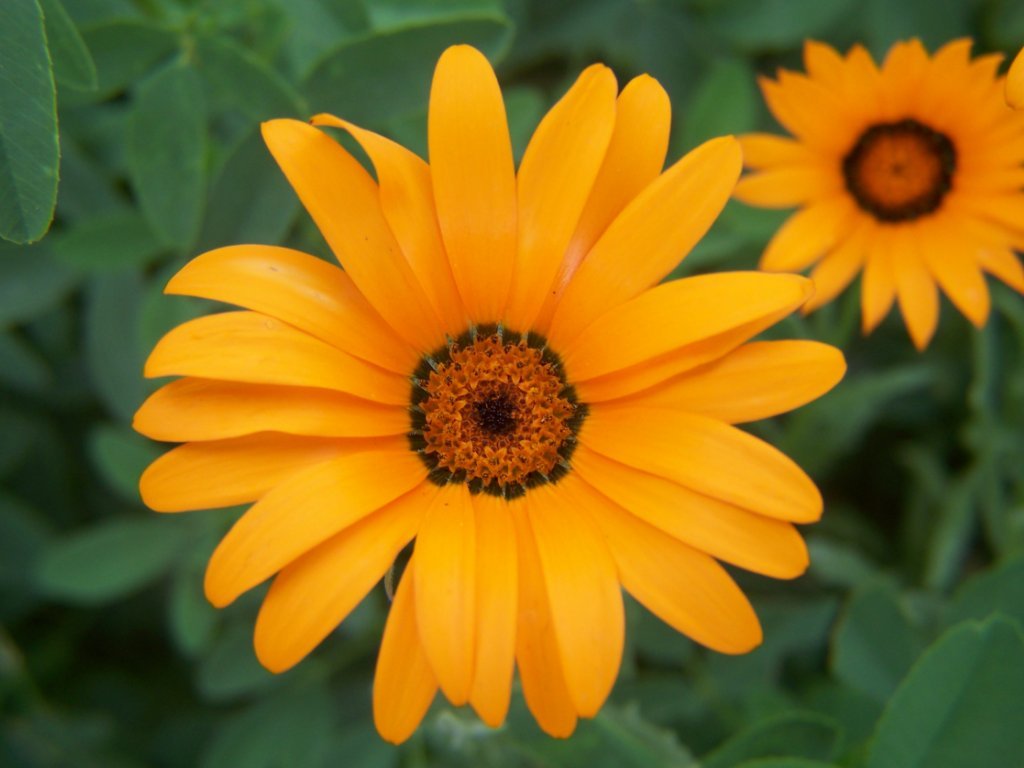 5 different types of flowers Orange Daisy Flower | 1024 x 768