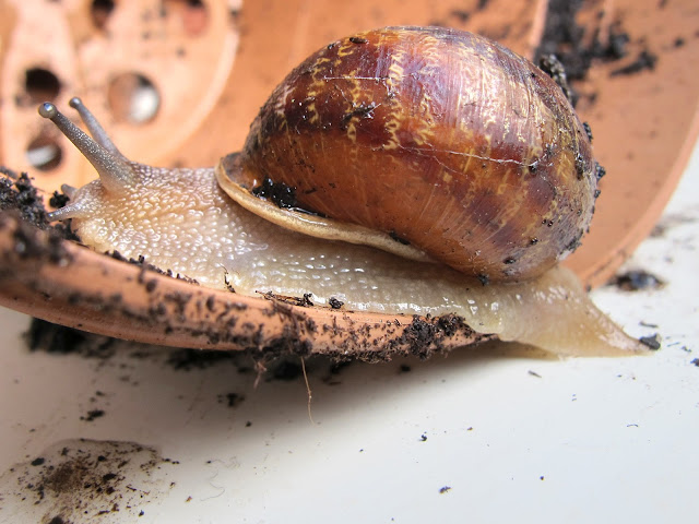 In mijn tuin: maak kennis met een paar van mijn tuinbewoners ...