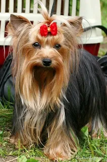 Yorkshire Terrier Dog