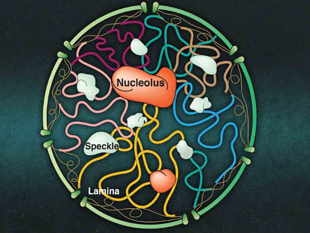 केन्द्रक केन्द्रिका परासंरचना कार्य | Nucleus Nucleolus Details in Hindi