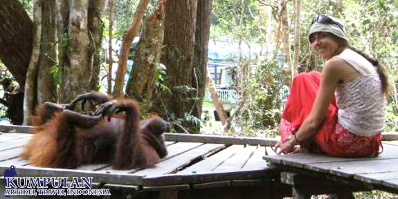 Satwa Taman Nasional Tanjung Puting