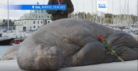 statue de bronze d’un morse sur le rivage de la Marina Kongen en Norvège