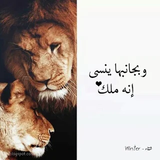 صور اسد 
