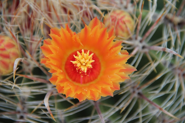 fishhook barrel cactus