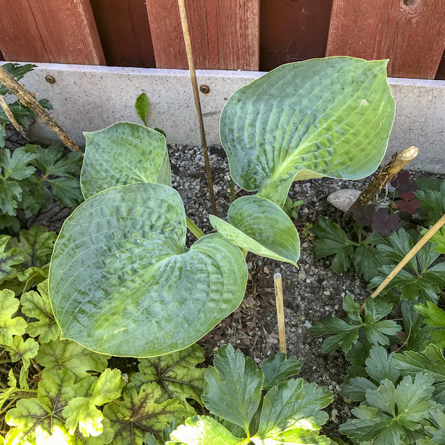 hosta, bigdaddy