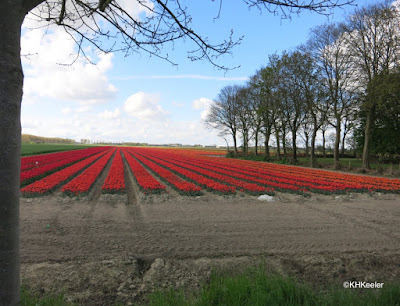 agricultural field of tulips, the Netherlands