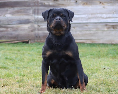 King Rottweiler Puppies For Sale Near Me