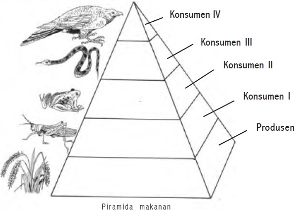 piramida makanan