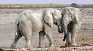 Apa Arti Peribahasa Gajah Bertarung Sama Gajah, Pelanduk Mati Di Tengah – Tengah ?