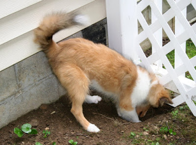 discover how to stop your dog from digging up your garden