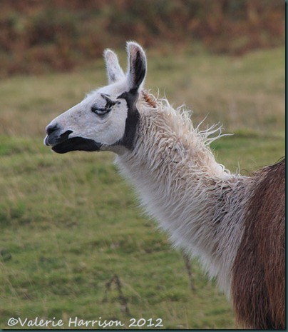 54-llama