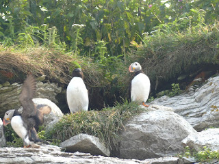 Petit pingouin et Macareux moine