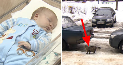 Baby is abandoned and left to freeze to death – but now watch what this cat does