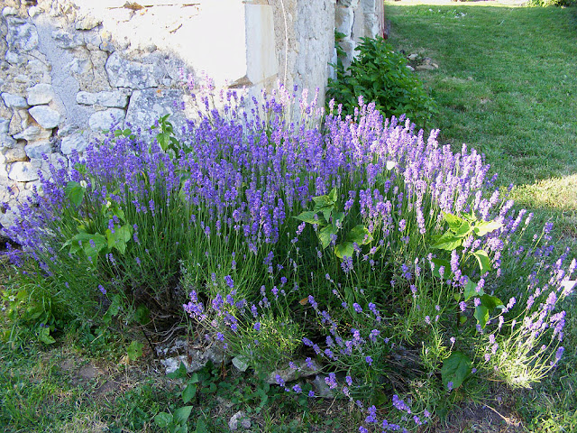 Lavender bush.  Indre et Loire, France. Photographed by Susan Walter. Tour the Loire Valley with a classic car and a private guide.