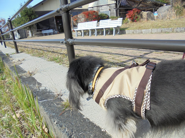 どんぐり村