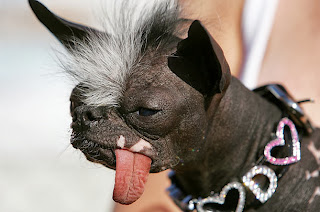 Ellwood a Chinese Crested Chihuahua mix was a past winner of the ugliest dog in the world contest
