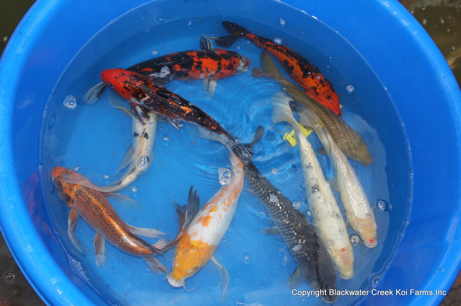 Two Koi swimming in a pond