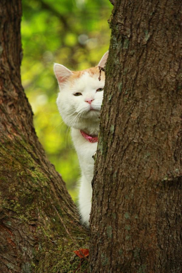 CERITA ASYIK Kucing  Lucu Narsis Unyu  yang Bergaya 