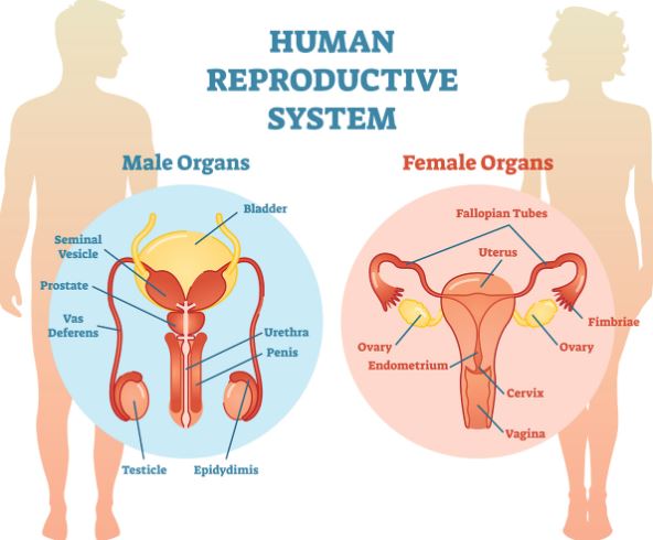 apa yang dimaksud dengan sistem reproduksi
