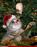 Christmas Cat Wallpapers, Pet Cat Christmas Wallpapers