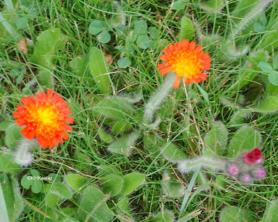 orange hawkweed, Hieracium aurantiacum