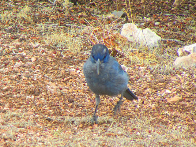 Pinyon Jay Bird