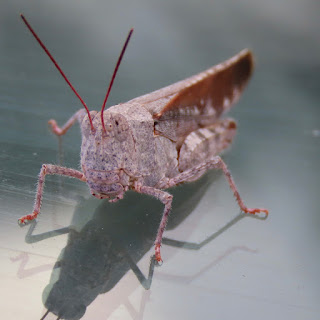 Marbled Grasshopper - Spharagemon marmorata Close up facing camera