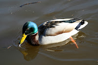 Amazing Facts About Duck in Hindi