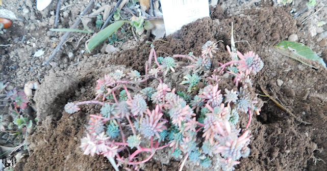 セダム(万年草) sedum