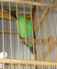 SusuhMas Bird Farm : Budidaya Murai Batu dan Kenari 