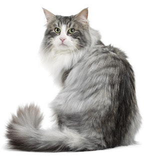 gambar kucing Norwegian Forest