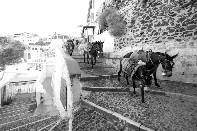 Asini sugli scaloni del Porto di Santorini