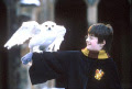 Harry and Hedwig