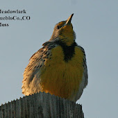 Western Meadowlark pics