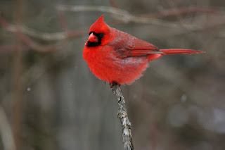 CARDINALS SLOW WEST NILE VIRUS’S SPREAD IN ATLANTA,MICROCEPHALY  WEST NILE VIRUS  BIRDS MOSQUITO BITE  VIRUS  HEALTH  