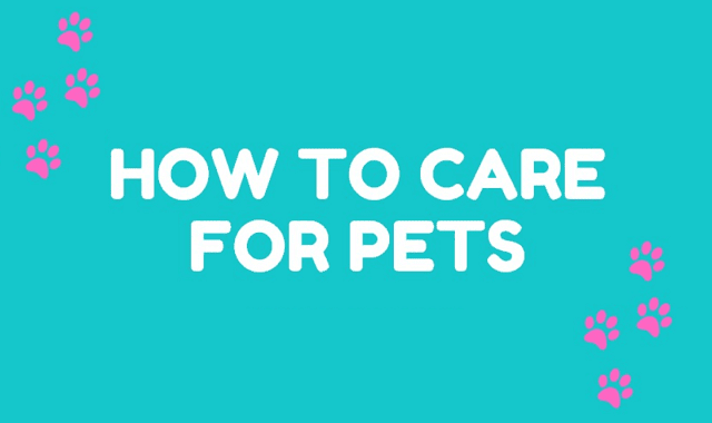 How to Care for Pets