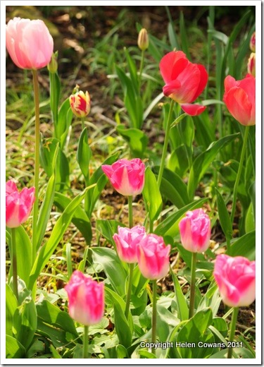 tulips