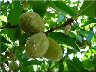 almond images