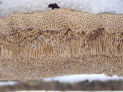 Puszcza Niepołomicka zimą, koniec ferii zimowych 2019, grzyby 2019, grzyby zimą, grzyby pod śniegiem