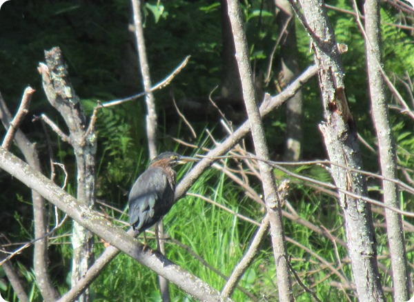 IMG_7410 Green Heron Bird (2)