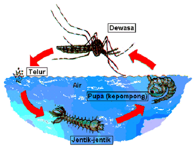 17+ Daur Hidup Nyamuk, Info Terbaru!