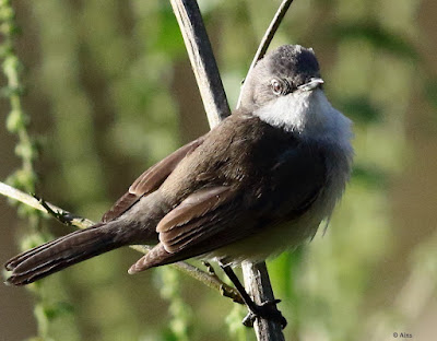 “This is a small species the Lesser Whitethroat - Sylvia curruca,with a grey back, whitish underparts, a grey head with a darker "bandit mask" through the eyes and a white throat.A common winter migrant.”