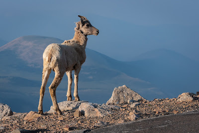 Bighorn Sheep, Mount Evans