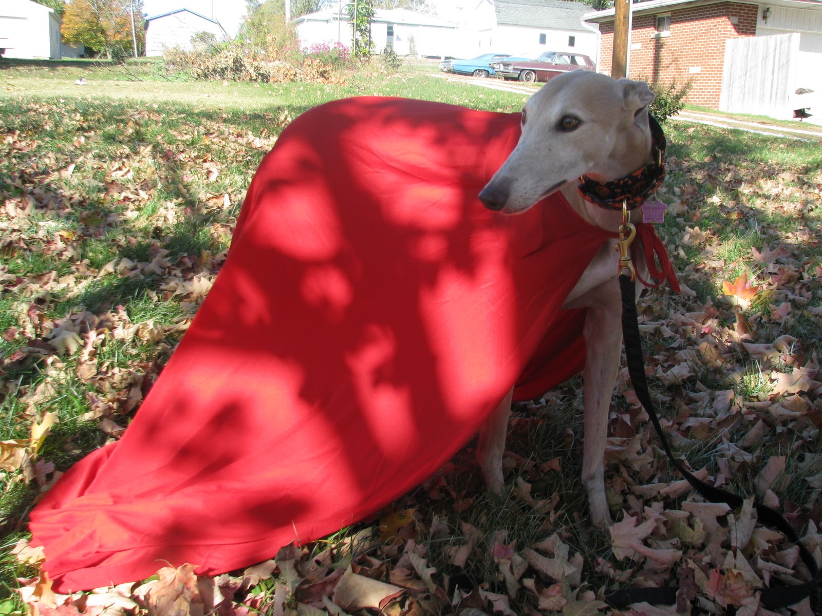 I went as Red Riding Hood and Morgan went as the wolf. We had fun getting the costumes ready this week. I was pleasantly surprised to see that we weren't