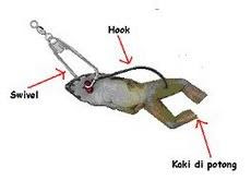 Memancing @ Fishing: Memancing Haruan