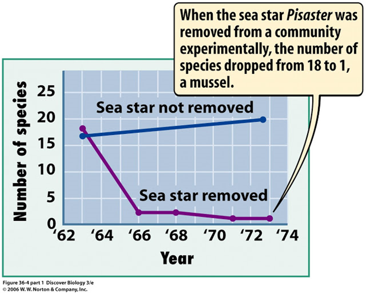 Efecto de la remoción de una especie clave. La gráfica azul muestra la riqueza de especies en una comunidad en la que "azul" las estrellas de mar conviven o (morado" las estrellas de mar son removidas en un lapso de 10 años. En solo 4 años de la desaparición de las 18 especies originales solo quedaba 1.